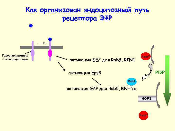 Как организован эндоцитозный путь рецептора ЭФР Тирозинкиназный домен рецептора активация GEF для Rab 5,