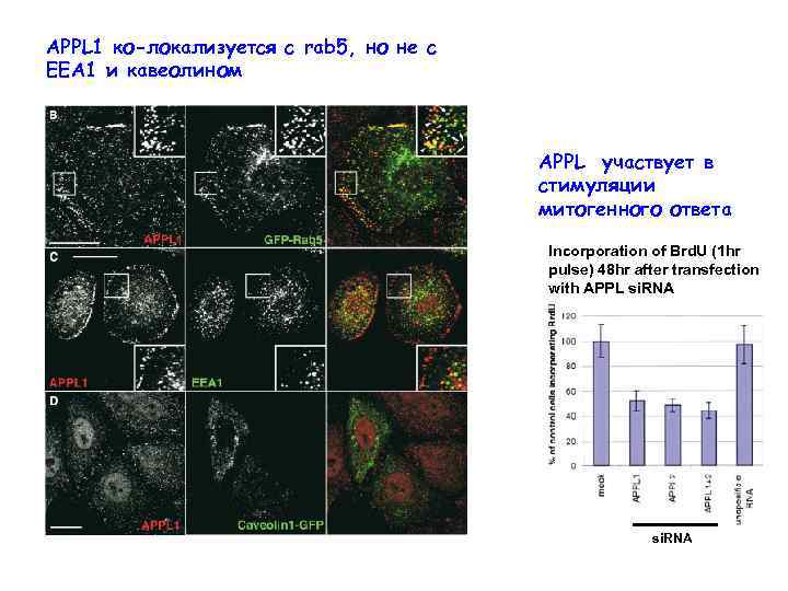 APPL 1 ко-локализуется с rab 5, но не с ЕЕА 1 и кавеолином APPL