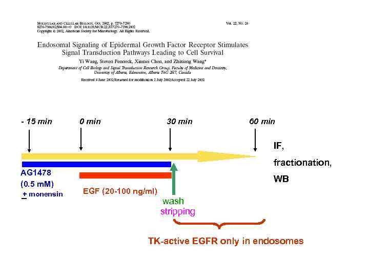 - 15 min 0 min 30 min 60 min IF, fractionation, AG 1478 (0.
