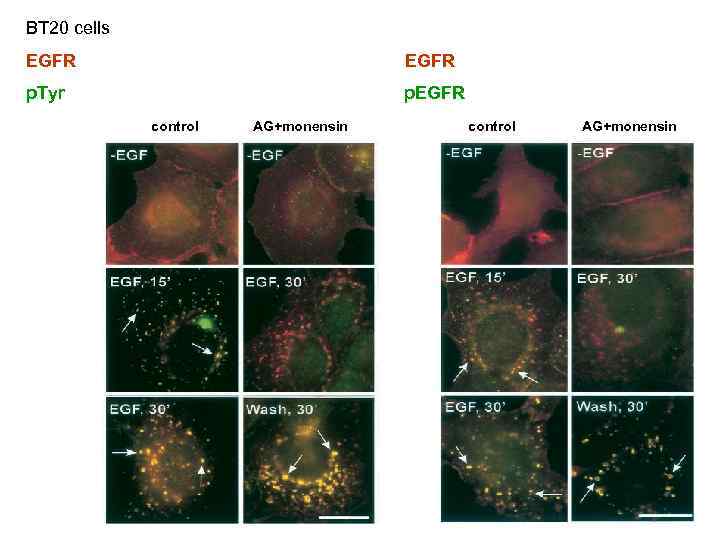 BT 20 cells EGFR p. Tyr p. EGFR control AG+monensin 