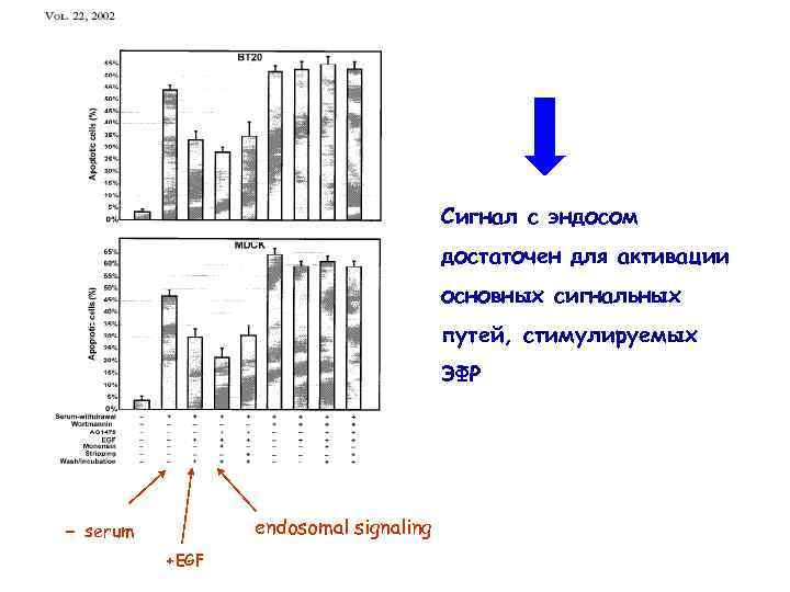 Сигнал с эндосом достаточен для активации основных сигнальных путей, стимулируемых ЭФР - endosomal signaling