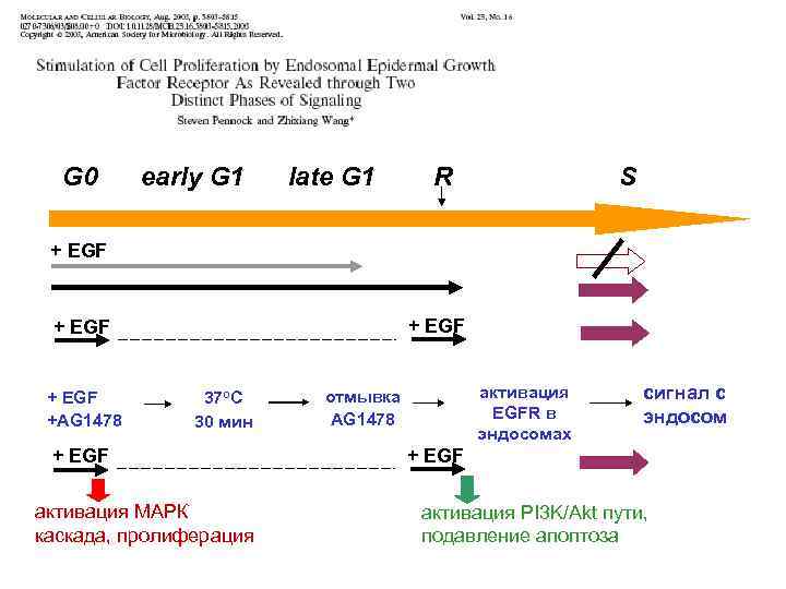 G 0 early G 1 late G 1 R S + EGF +AG 1478