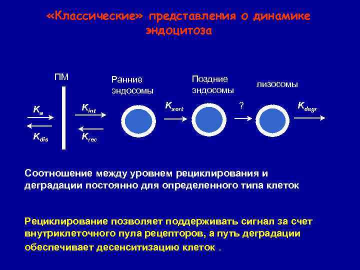  «Классические» представления о динамике эндоцитоза ПМ Поздние эндосомы Ранние эндосомы Ka Kint Kdis