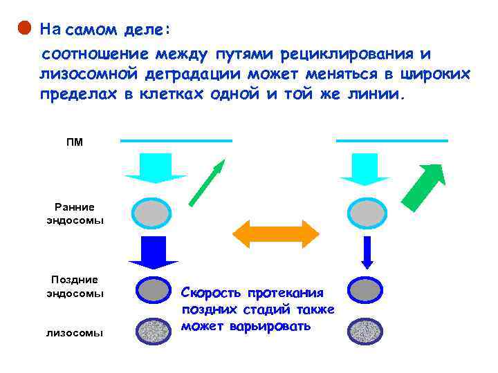  • На самом деле: соотношение между путями рециклирования и лизосомной деградации может меняться