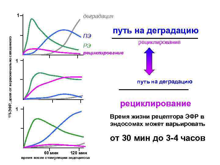 125 I-ЭФР, доля от первоначально связанного 1 деградация ПЭ путь на деградацию рециклирование РЭ
