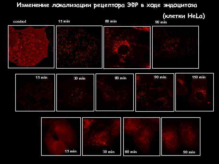 Изменение локализации рецептора ЭФР в ходе эндоцитоза 60 min 15 min control 15 min