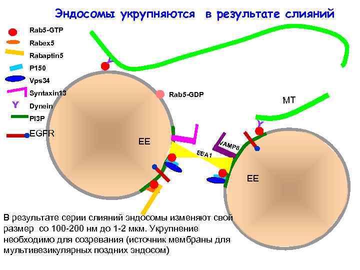 Эндосомы укрупняются в результате слияний Rab 5 -GTP Rabex 5 Rabaptin 5 Y P