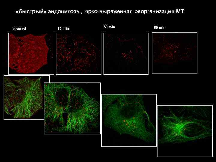  «быстрый» эндоцитоз» , ярко выраженная реорганизация МТ control 15 min 60 min 90
