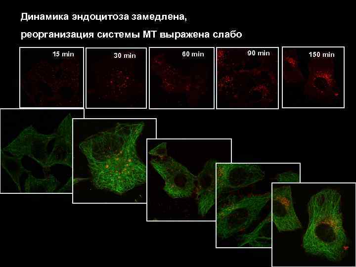 Динамика эндоцитоза замедлена, реорганизация системы МТ выражена слабо 15 min 30 min 60 min