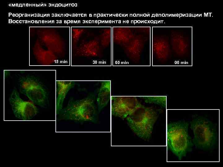  «медленный» эндоцитоз Реорганизация заключается в практически полной деполимеризации МТ. Восстановления за время эксперимента