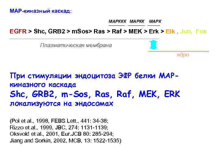 MAP-киназный каскад: МАРККК МАРК EGFR > Shc, GRB 2 > m. Sos> Ras >