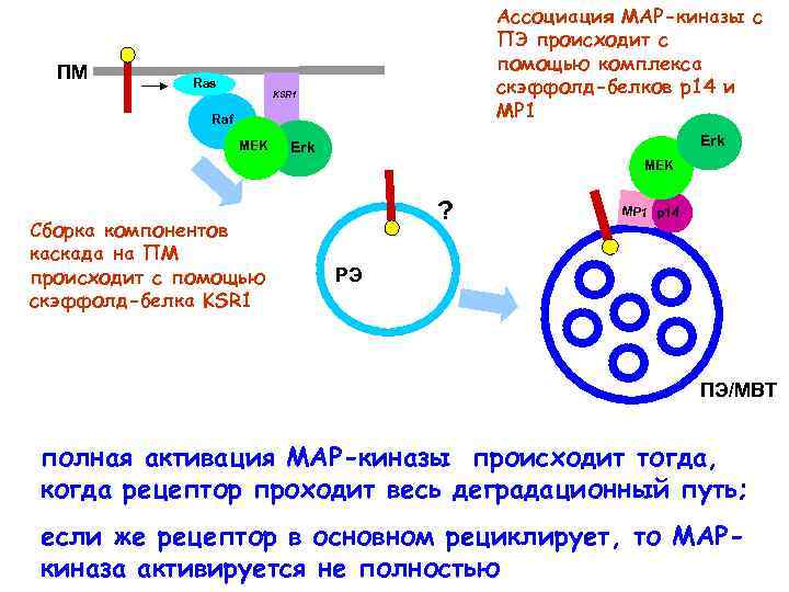 ПМ Ras Ассоциация МАР-киназы с ПЭ происходит с помощью комплекса скэффолд-белков р14 и МР