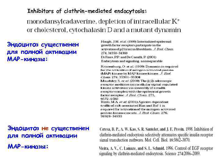 Inhibitors of clathrin-mediated endocytosis: Эндоцитоз существенен для полной активации МАР-киназы: Эндоцитоз не существенен для