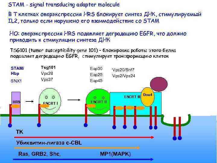 STAM - signal transducing adapter molecule В Т клетках оверэкспрессия HRS блокирует синтез ДНК,