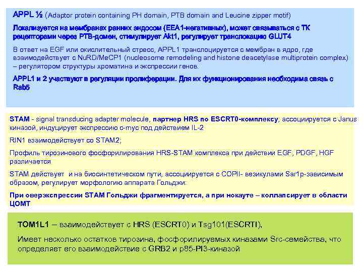 APPL ½ (Adaptor protein containing PH domain, PTB domain and Leucine zipper motif) Локализуется