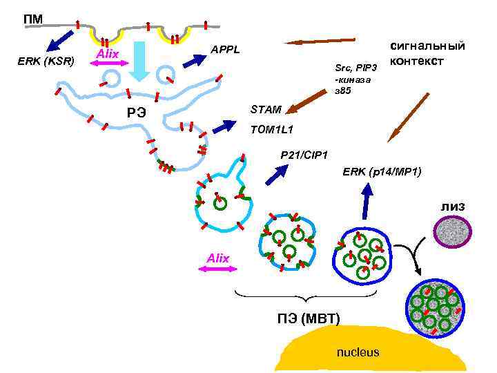 ПМ ERK (KSR) APPL Alix Src, PIP 3 -киназа з 85 сигнальный контекст STAM
