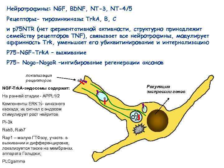Нейротрофины: NGF, BDNF, NT-3, NT-4/5 Рецепторы- тирозинкиназы Trk. A, B, C и p 75