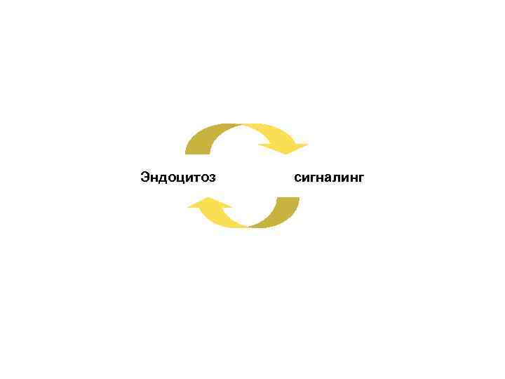 Эндоцитоз сигналинг 