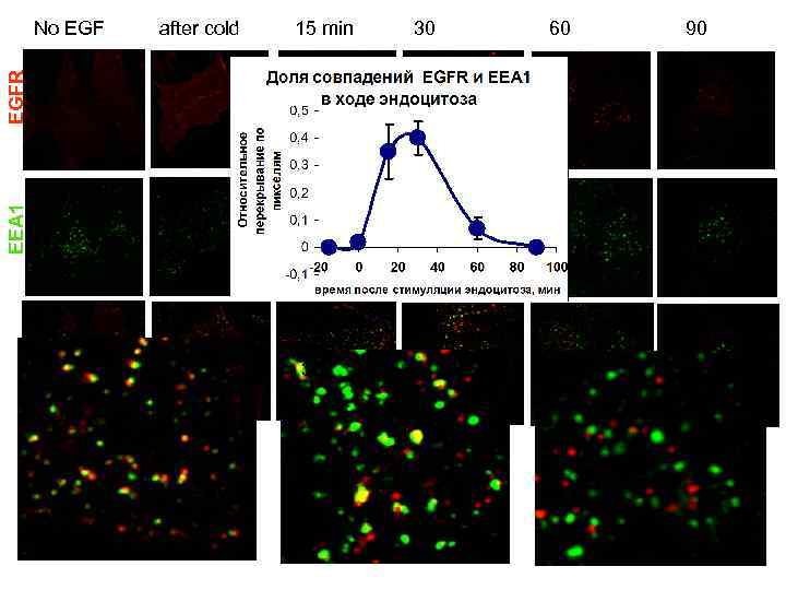 after cold 15 min 30 60 90 EEA 1 EGFR No EGF 15 30