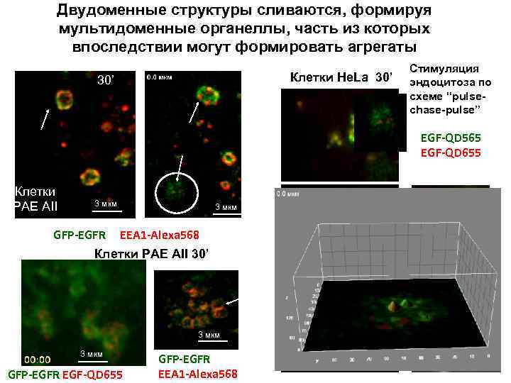 Двудоменные структуры сливаются, формируя мультидоменные органеллы, часть из которых впоследствии могут формировать агрегаты Клетки