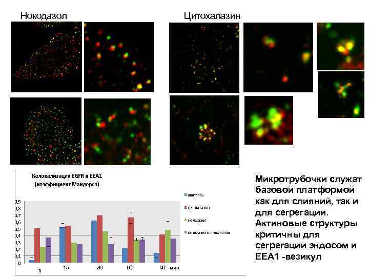 Нокодазол Цитохалазин 15 15 30 60 60 Микротрубочки служат базовой платформой как для слияний,