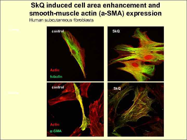 Sk. Q induced cell area enhancement and smooth-muscle actin (a-SMA) expression Human subcutaneous fibroblasts
