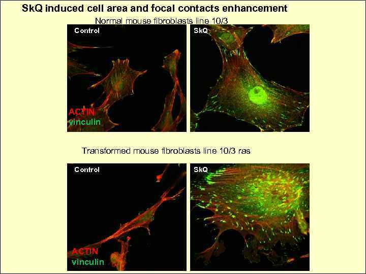 Sk. Q induced cell area and focal contacts enhancement Normal mouse fibroblasts line 10/3