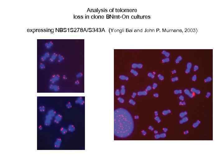 Analysis of telomere loss in clone BNmt-On cultures expressing NBS 1 S 278 A/S