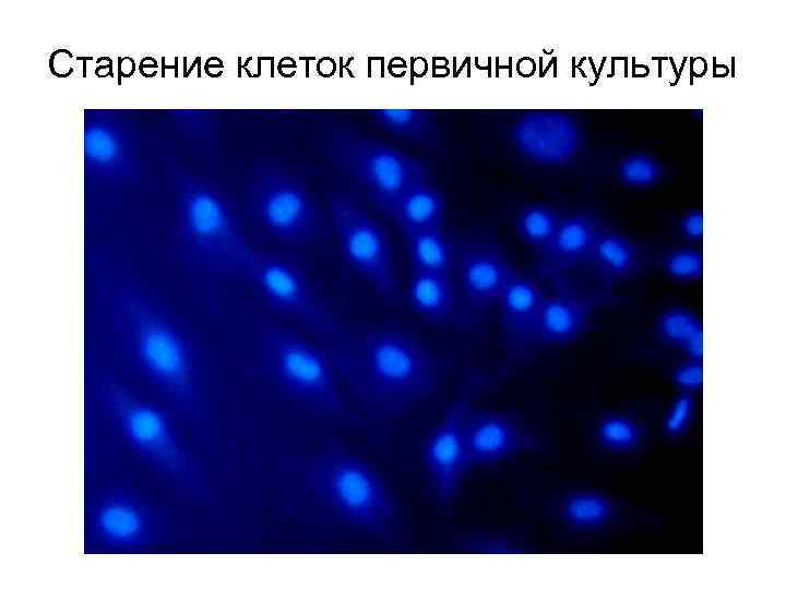 Старение клеток первичной культуры 