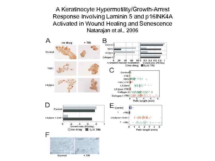 A Keratinocyte Hypermotility/Growth-Arrest Response Involving Laminin 5 and p 16 INK 4 A Activated
