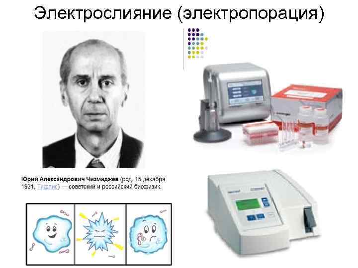 Электрослияние (электропорация) 