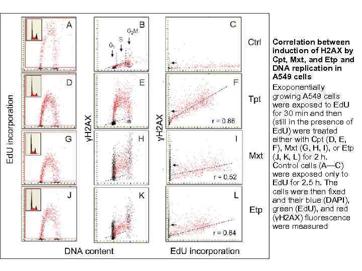  • • Correlation between induction of H 2 AX by Cpt, Mxt, and