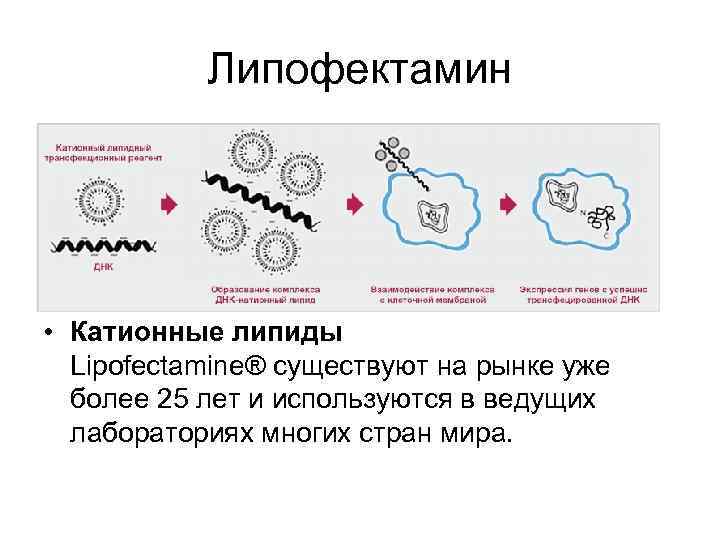 Липофектамин • Катионные липиды Lipofectamine® существуют на рынке уже более 25 лет и используются