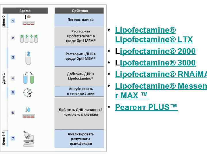  • Lipofectamine® LTX • Lipofectamine® 2000 • Lipofectamine® 3000 • Lipofectamine® RNAi. MA