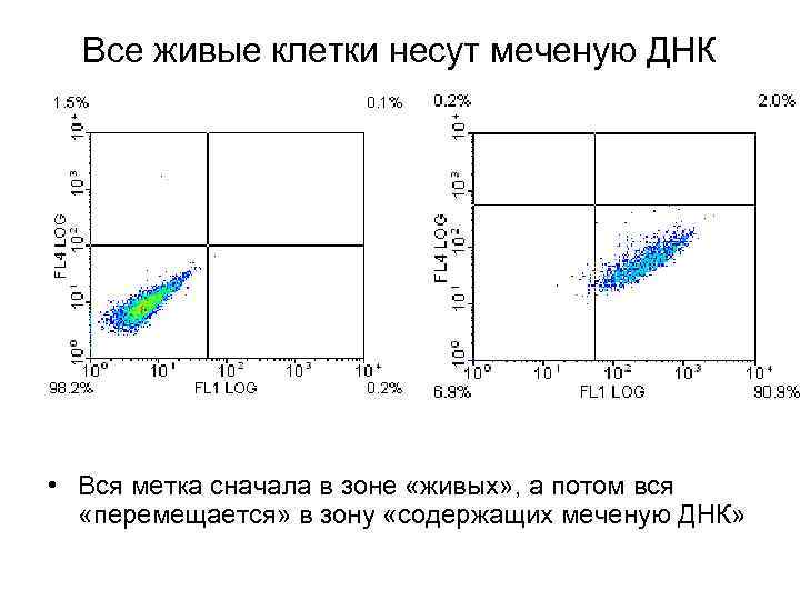 Все живые клетки несут меченую ДНК • Вся метка сначала в зоне «живых» ,