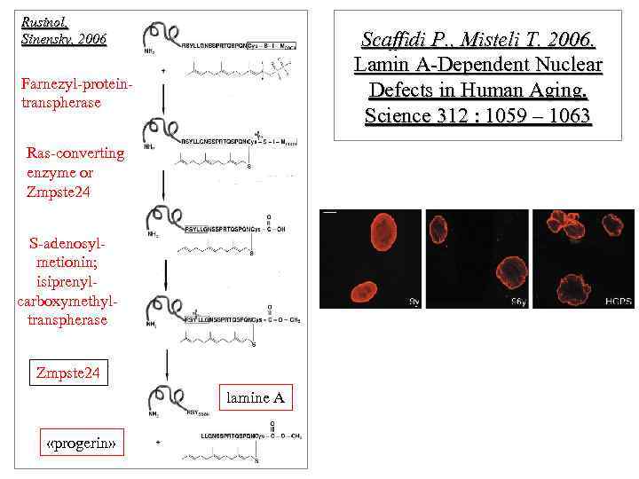 Rusinol, Sinensky, 2006 Scaffidi P. , Misteli T. 2006. Lamin A-Dependent Nuclear Defects in