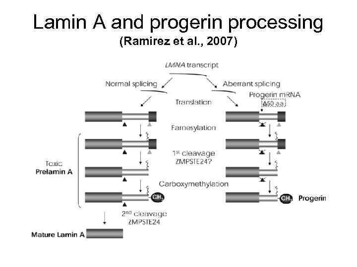 Lamin A and progerin processing (Ramirez et al. , 2007) 