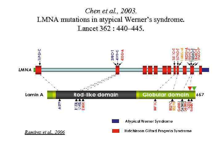 Chen et al. , 2003. LMNA mutations in atypical Werner’s syndrome. Lancet 362 :