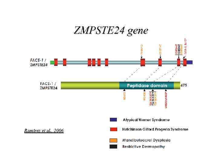 ZMPSTE 24 gene Ramirez et al. , 2006 