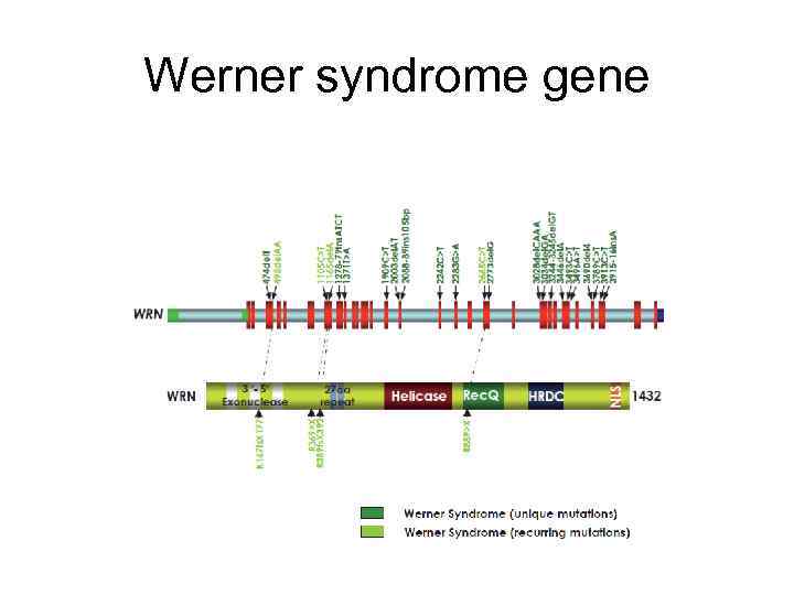 Werner syndrome gene 