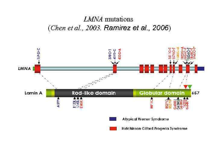 LMNA mutations (Chen et al. , 2003. Ramirez et al. , 2006) 