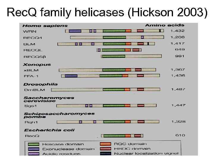 Rec. Q family helicases (Hickson 2003) 