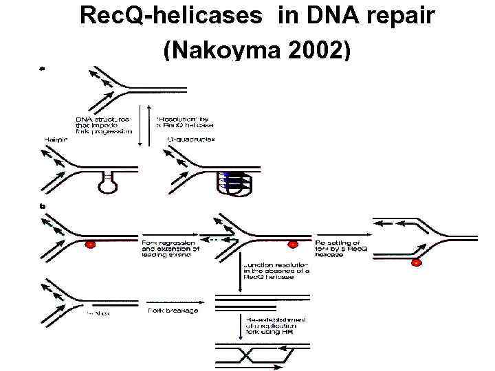 Rec. Q-helicases in DNA repair (Nakoyma 2002) 