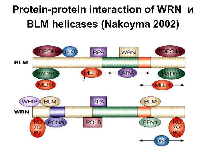 Protein-protein interaction of WRN и BLM helicases (Nakoyma 2002) ) 