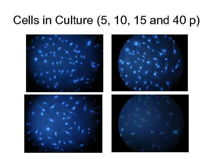 Cells in Culture (5, 10, 15 and 40 p) 