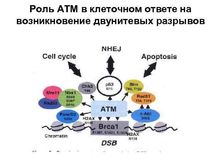 Роль АТМ в клеточном ответе на возникновение двунитевых разрывов 