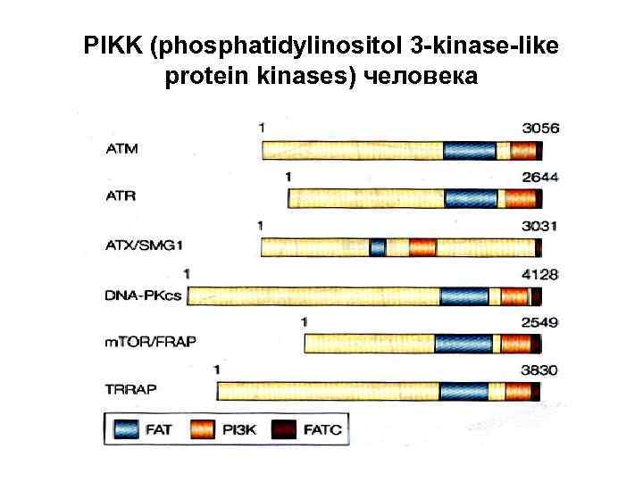 PIKK (phosphatidylinositol 3 -kinase-like protein kinases) человека 