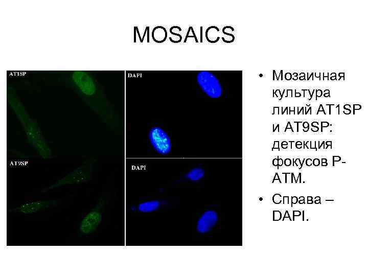 MOSAICS • Мозаичная культура линий AT 1 SP и AT 9 SP: детекция фокусов