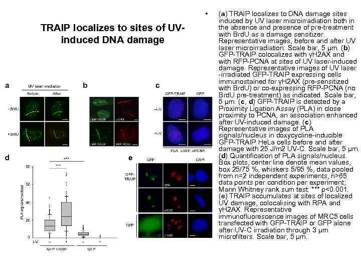  • TRAIP localizes to sites of UVinduced DNA damage (a) TRAIP localizes to