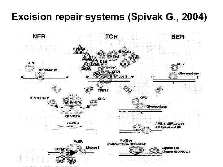 Excision repair systems (Spivak G. , 2004) 